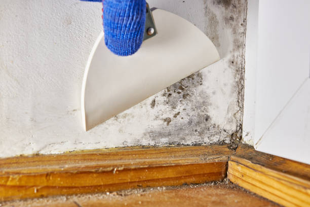 Best Attic Mold Removal  in Columbia, KY